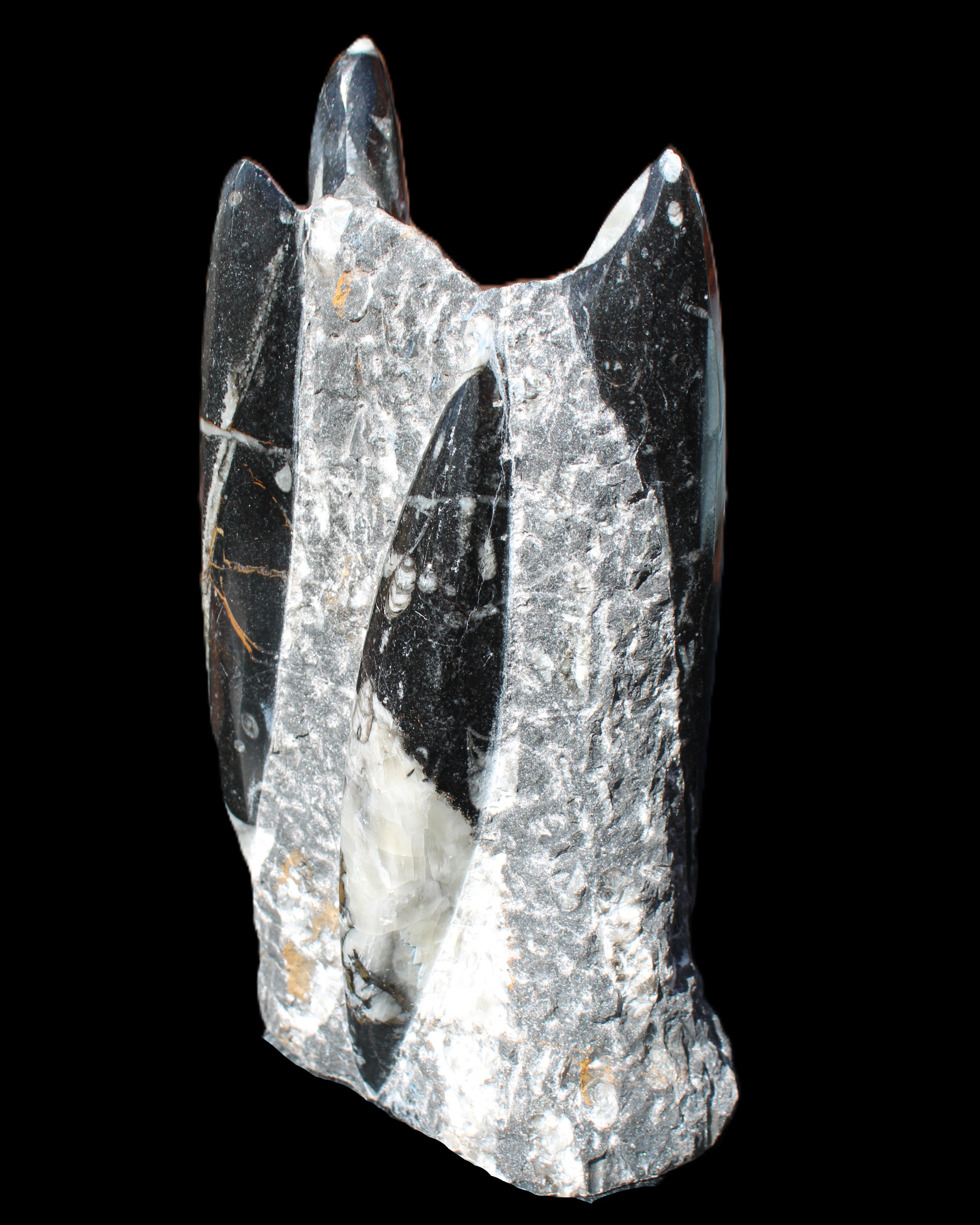 Orthoceras sculpture tower from Morocco 198*95mm 1582g in sunlight - Rocks and Things Store