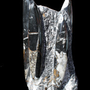 Orthoceras sculpture tower from Morocco 198*95mm 1582g in sunlight - Rocks and Things Store