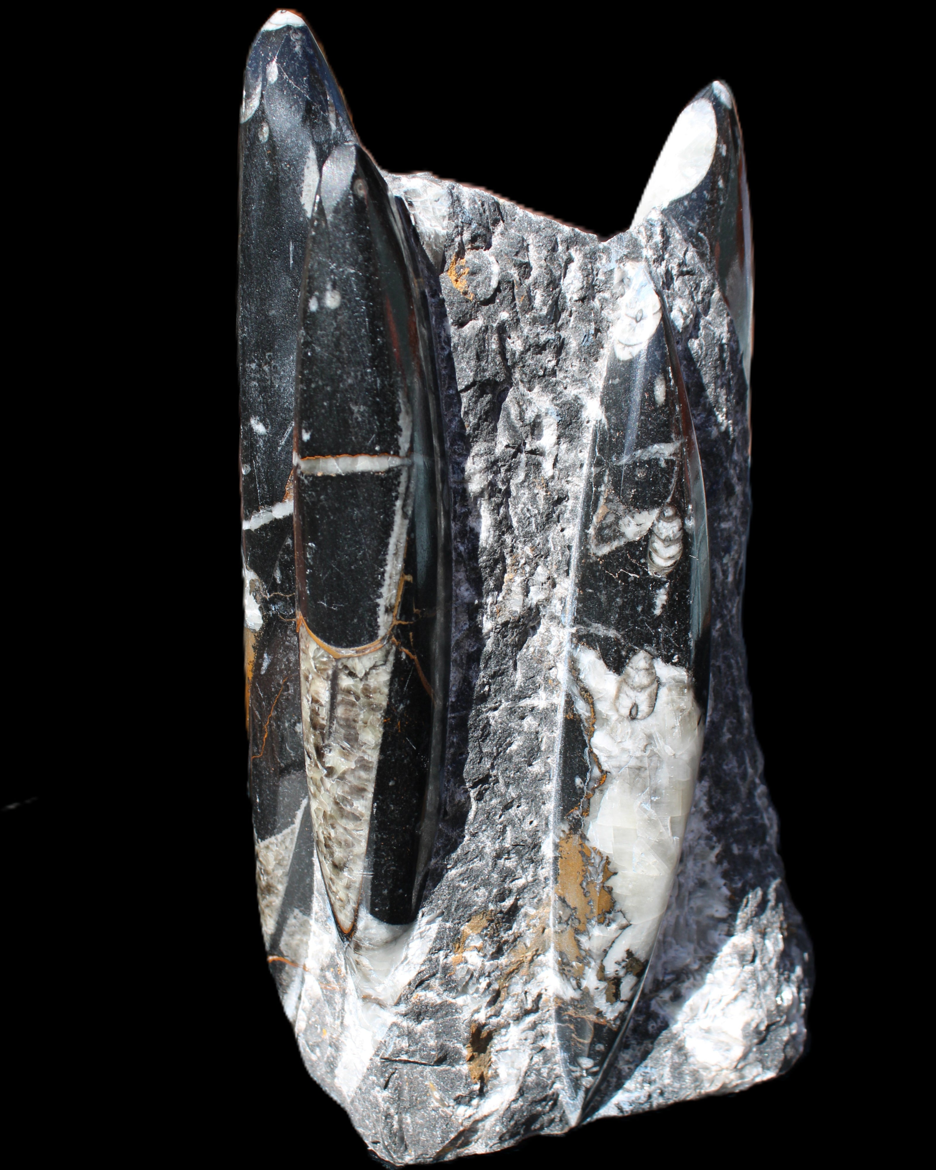Orthoceras sculpture tower from Morocco 198*95mm 1582g in sunlight - Rocks and Things Store