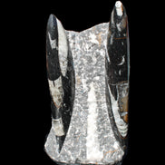 Orthoceras sculpture tower from Morocco 198*95mm 1582g in sunlight - Rocks and Things Store