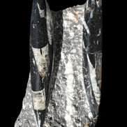 Orthoceras sculpture tower from Morocco 198*95mm 1582g in sunlight - Rocks and Things Store