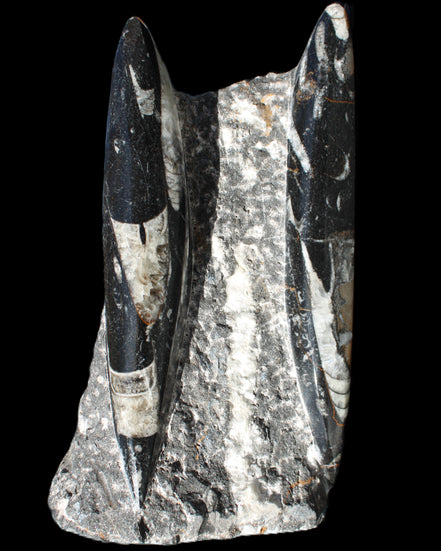 Orthoceras sculpture tower from Morocco 198*95mm 1582g in sunlight - Rocks and Things Store
