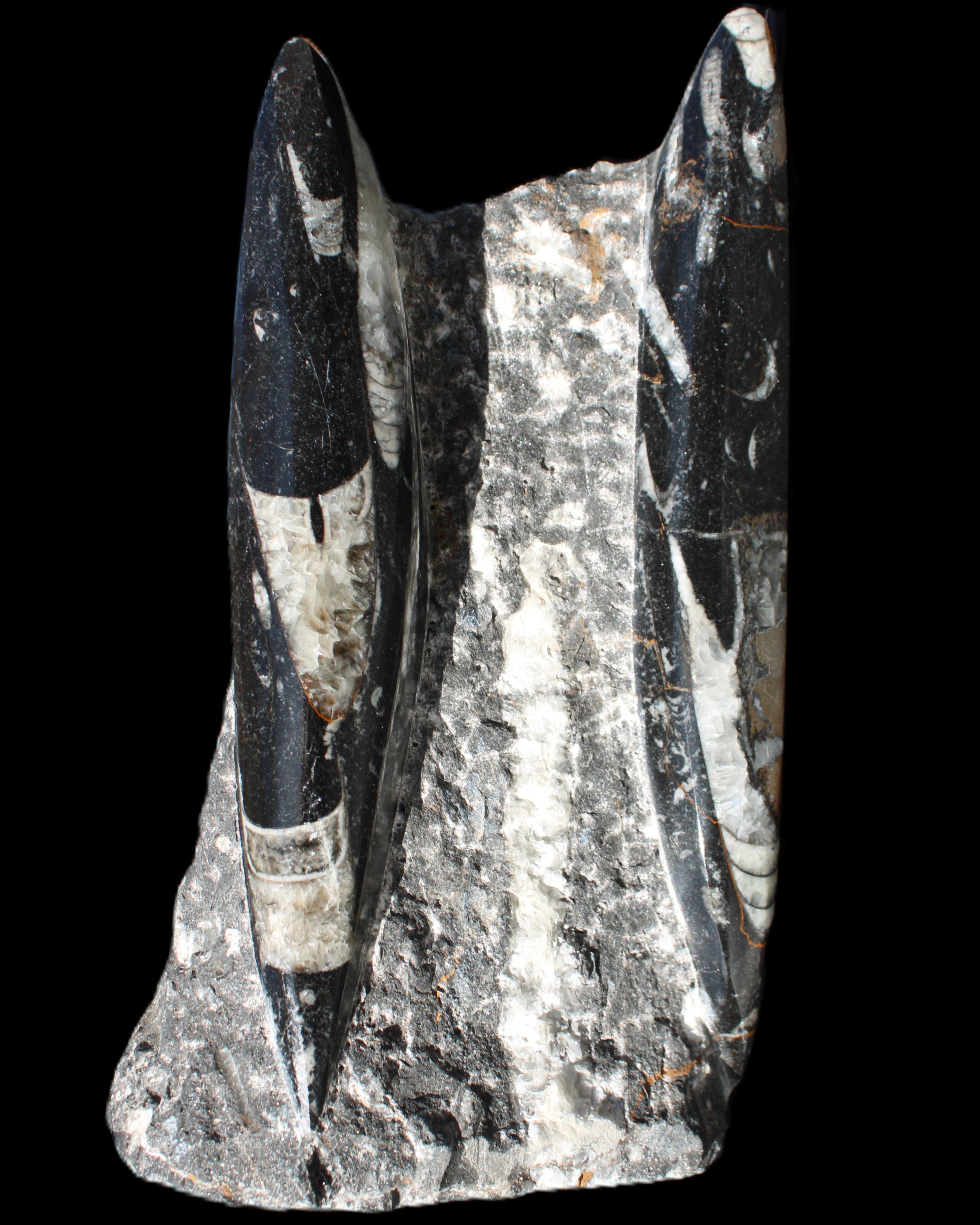 Orthoceras sculpture tower from Morocco 198*95mm 1582g in sunlight - Rocks and Things Store