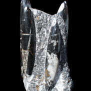 Orthoceras sculpture tower from Morocco 198*95mm 1582g in sunlight - Rocks and Things Store