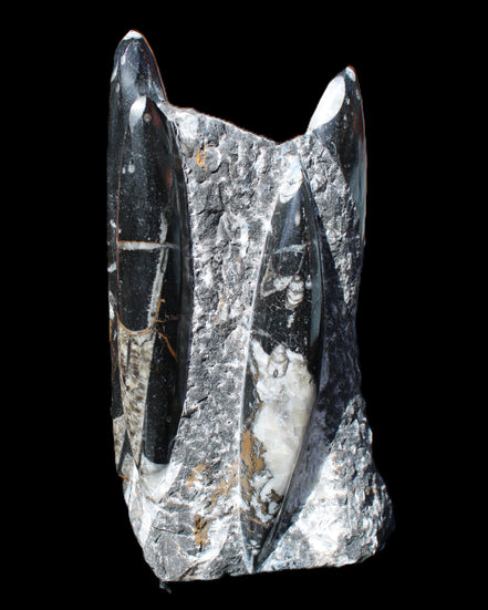 Orthoceras sculpture tower from Morocco 198*95mm 1582g in sunlight - Rocks and Things Store