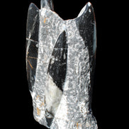 Orthoceras sculpture tower from Morocco 198*95mm 1582g in sunlight - Rocks and Things Store