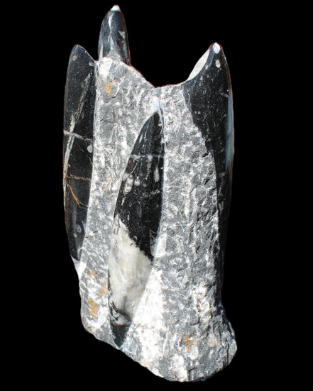 Orthoceras sculpture tower from Morocco 198*95mm 1582g in sunlight - Rocks and Things Store