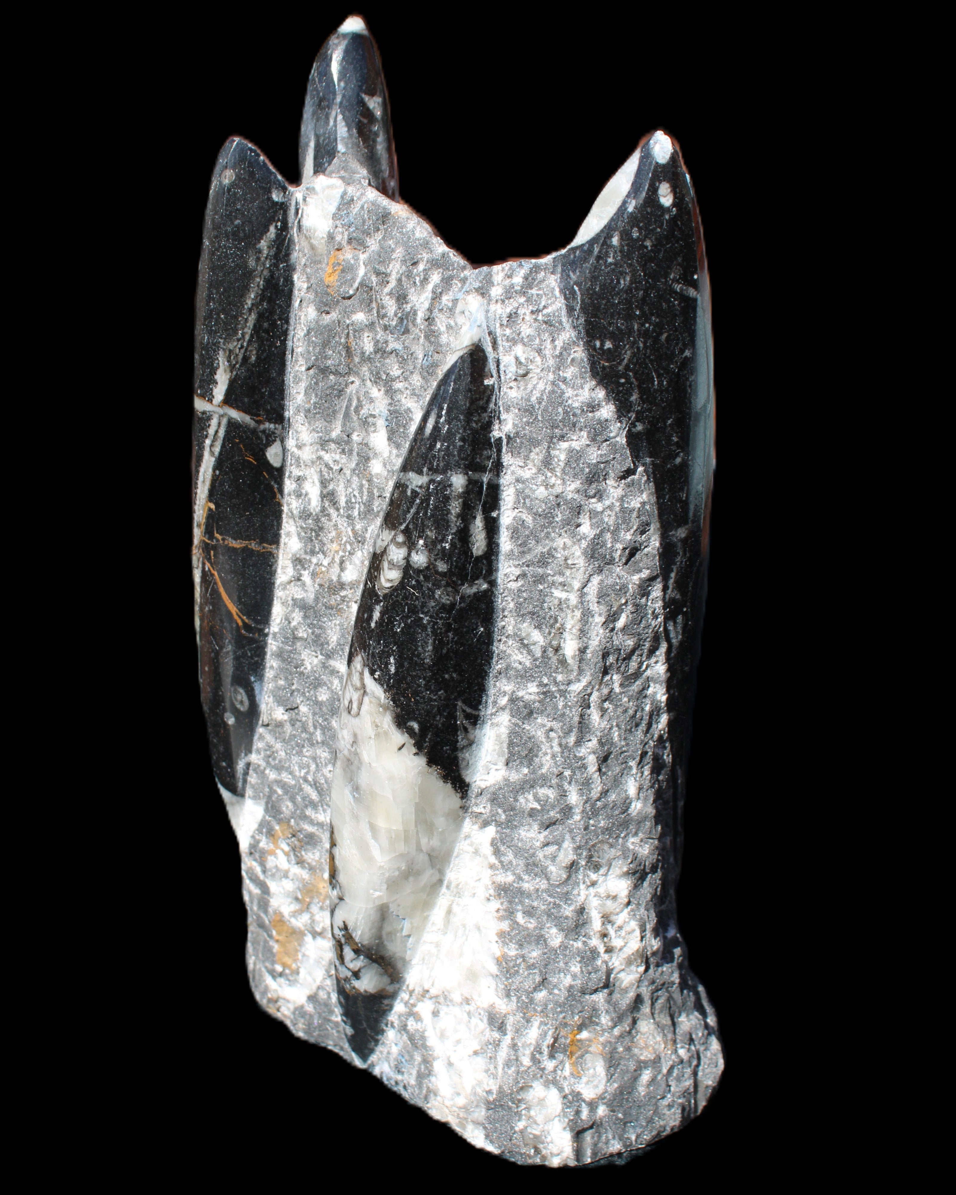 Orthoceras sculpture tower from Morocco 198*95mm 1582g in sunlight - Rocks and Things Store