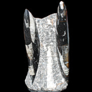 Orthoceras sculpture tower from Morocco 198*95mm 1582g in sunlight - Rocks and Things Store