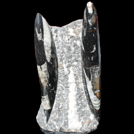Orthoceras sculpture tower from Morocco 198*95mm 1582g in sunlight - Rocks and Things Store