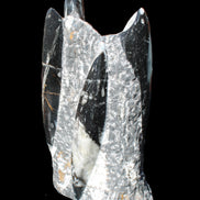 Orthoceras sculpture tower from Morocco 198*95mm 1582g in sunlight - Rocks and Things Store