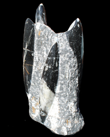 Orthoceras sculpture tower from Morocco 198*95mm 1582g in sunlight - Rocks and Things Store