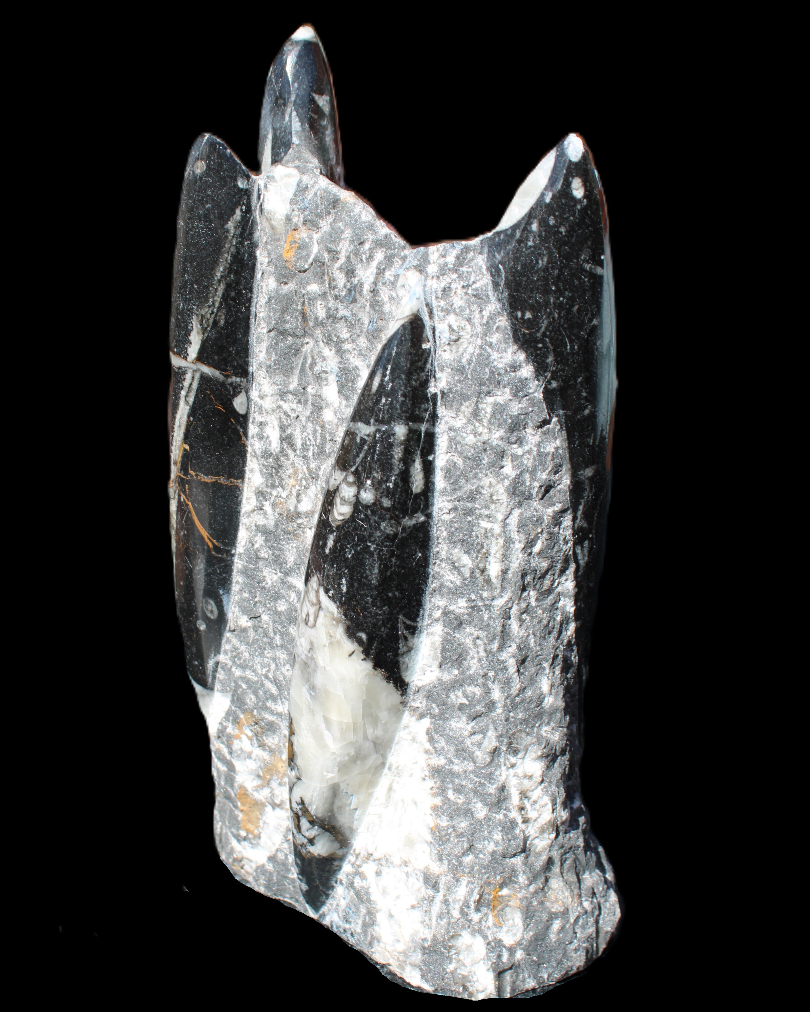 Orthoceras sculpture tower from Morocco 198*95mm 1582g in sunlight - Rocks and Things Store
