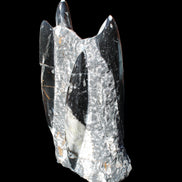 Orthoceras sculpture tower from Morocco 198*95mm 1582g in sunlight - Rocks and Things Store