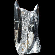 Orthoceras sculpture tower from Morocco 198*95mm 1582g in sunlight - Rocks and Things Store