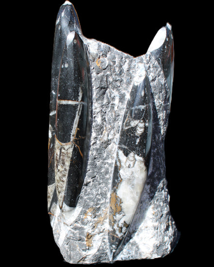 Orthoceras sculpture tower from Morocco 198*95mm 1582g in sunlight - Rocks and Things Store