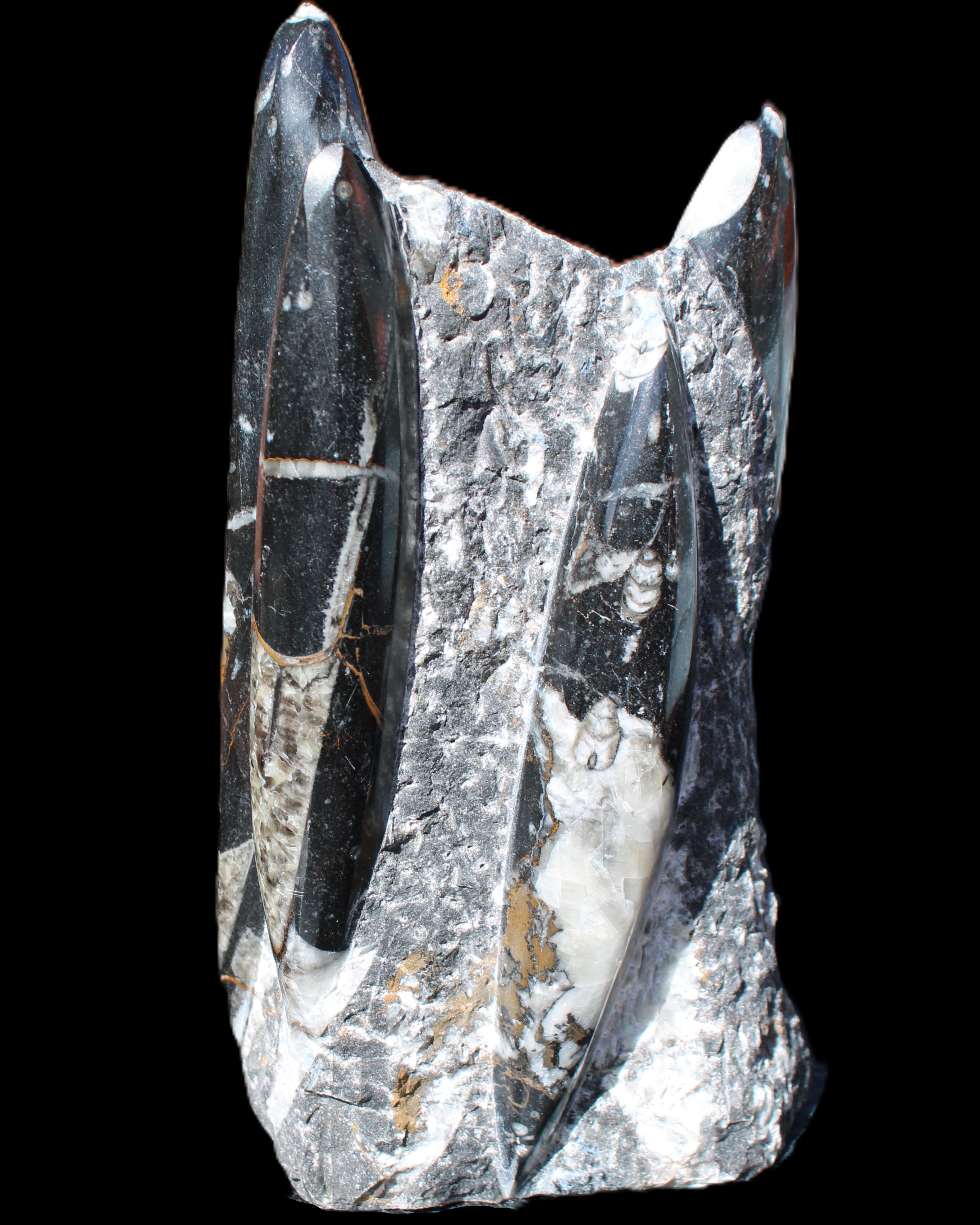 Orthoceras sculpture tower from Morocco 198*95mm 1582g in sunlight - Rocks and Things Store