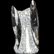 Orthoceras sculpture tower from Morocco 198*95mm 1582g in sunlight - Rocks and Things Store
