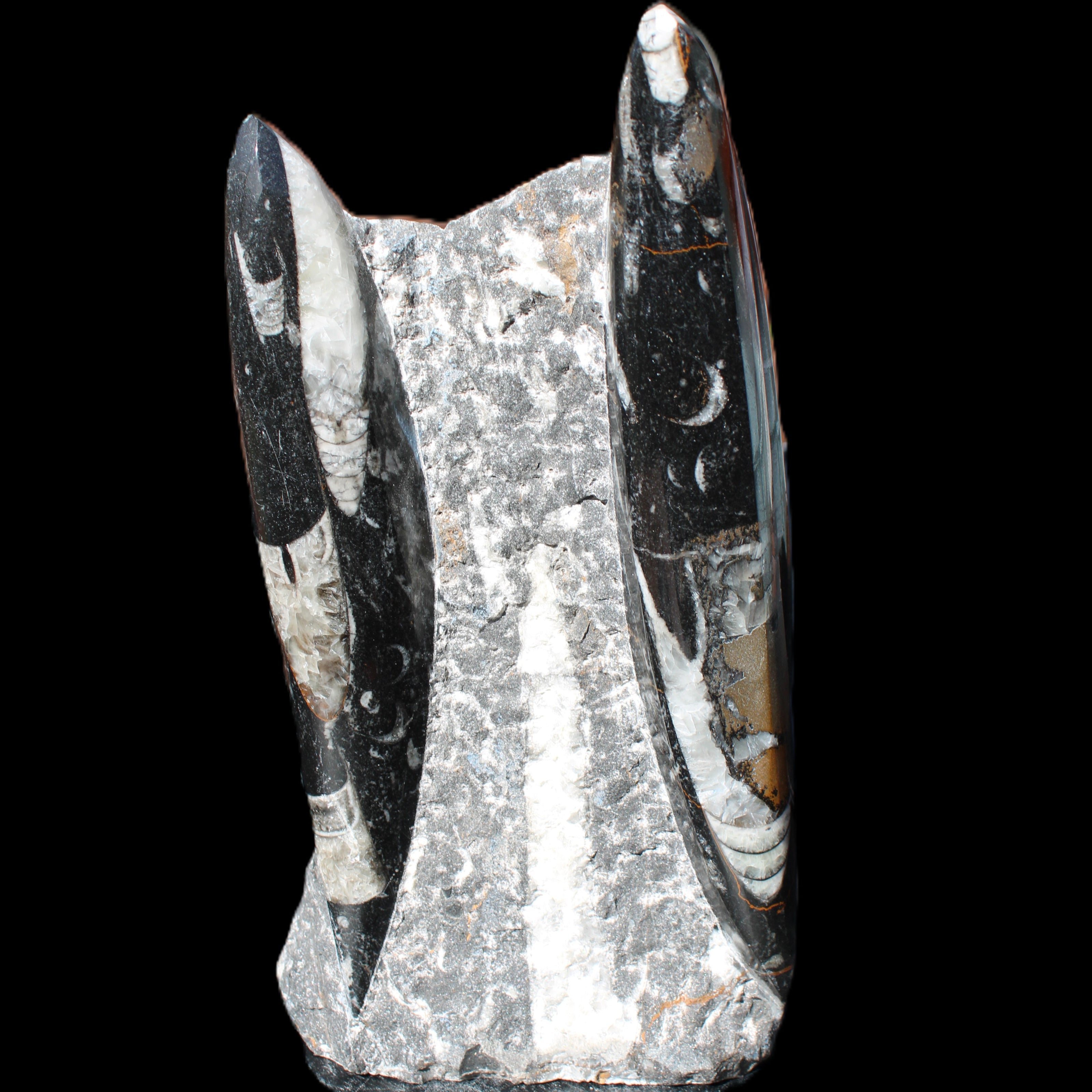 Orthoceras sculpture tower from Morocco 198*95mm 1582g in sunlight - Rocks and Things Store