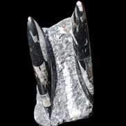 Orthoceras sculpture tower from Morocco 198*95mm 1582g in sunlight - Rocks and Things Store