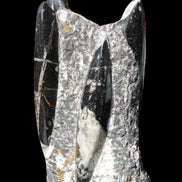 Orthoceras sculpture tower from Morocco 198*95mm 1582g in sunlight - Rocks and Things Store