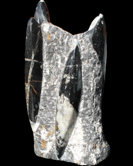 Orthoceras sculpture tower from Morocco 198*95mm 1582g in sunlight - Rocks and Things Store