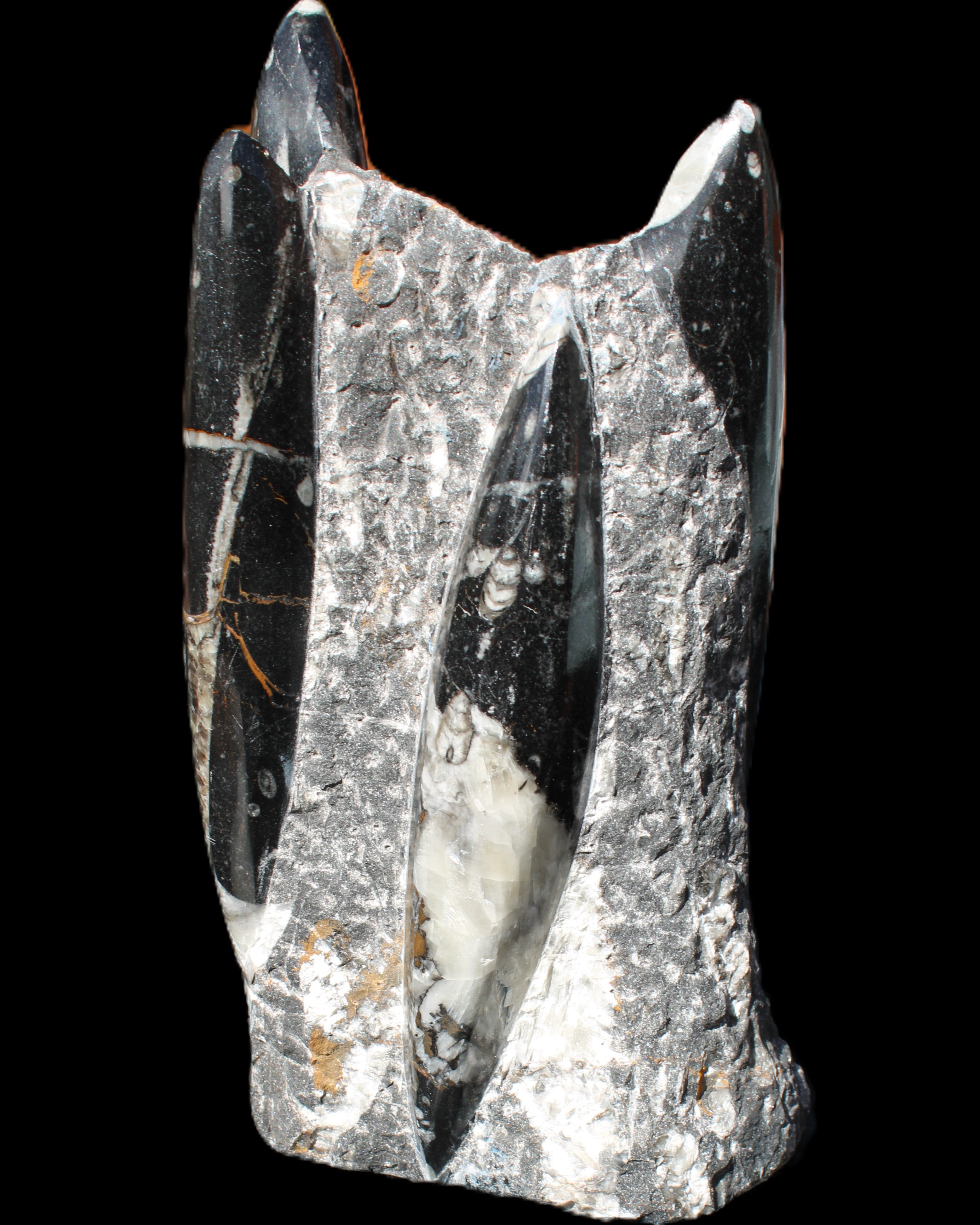 Orthoceras sculpture tower from Morocco 198*95mm 1582g in sunlight - Rocks and Things Store
