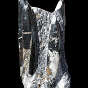 Orthoceras sculpture tower from Morocco 198*95mm 1582g in sunlight - Rocks and Things Store