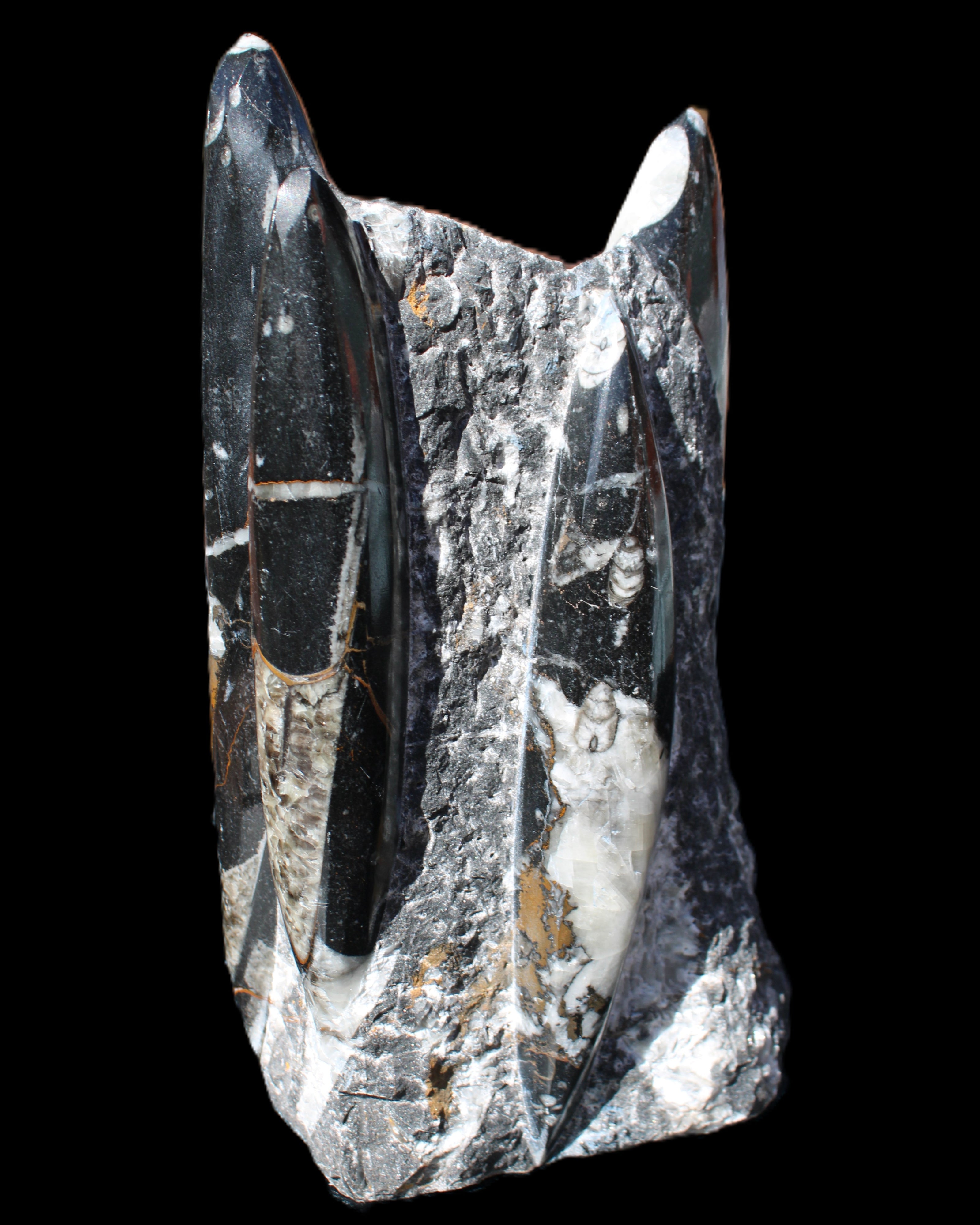 Orthoceras sculpture tower from Morocco 198*95mm 1582g in sunlight - Rocks and Things Store