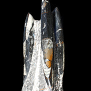 Orthoceras sculpture tower from Morocco 198*95mm 1582g in sunlight - Rocks and Things Store