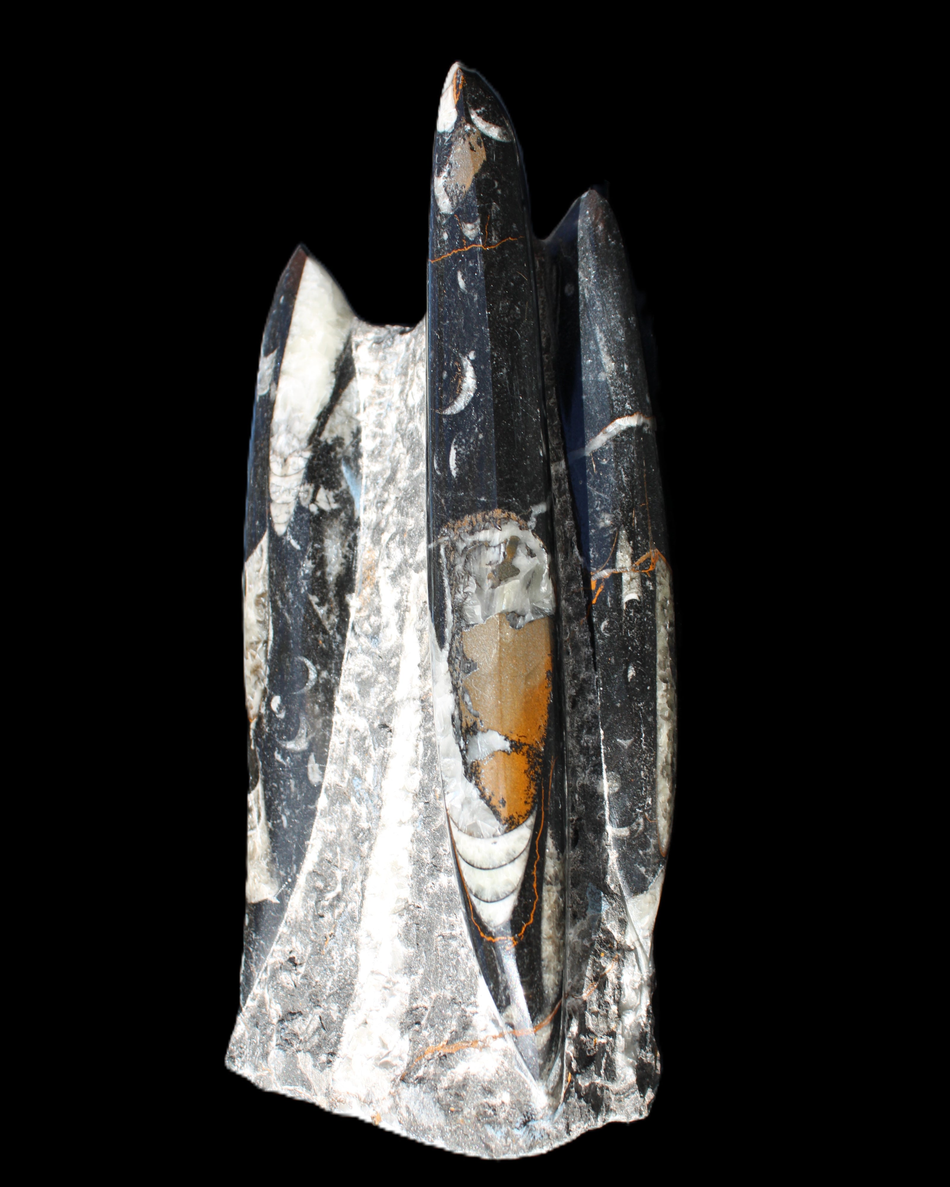 Orthoceras sculpture tower from Morocco 198*95mm 1582g in sunlight - Rocks and Things Store