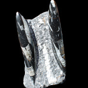 Orthoceras sculpture tower from Morocco 198*95mm 1582g in sunlight - Rocks and Things Store