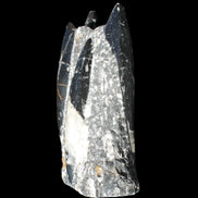 Orthoceras sculpture tower from Morocco 198*95mm 1582g in sunlight - Rocks and Things Store