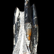 Orthoceras sculpture tower from Morocco 198*95mm 1582g in sunlight - Rocks and Things Store