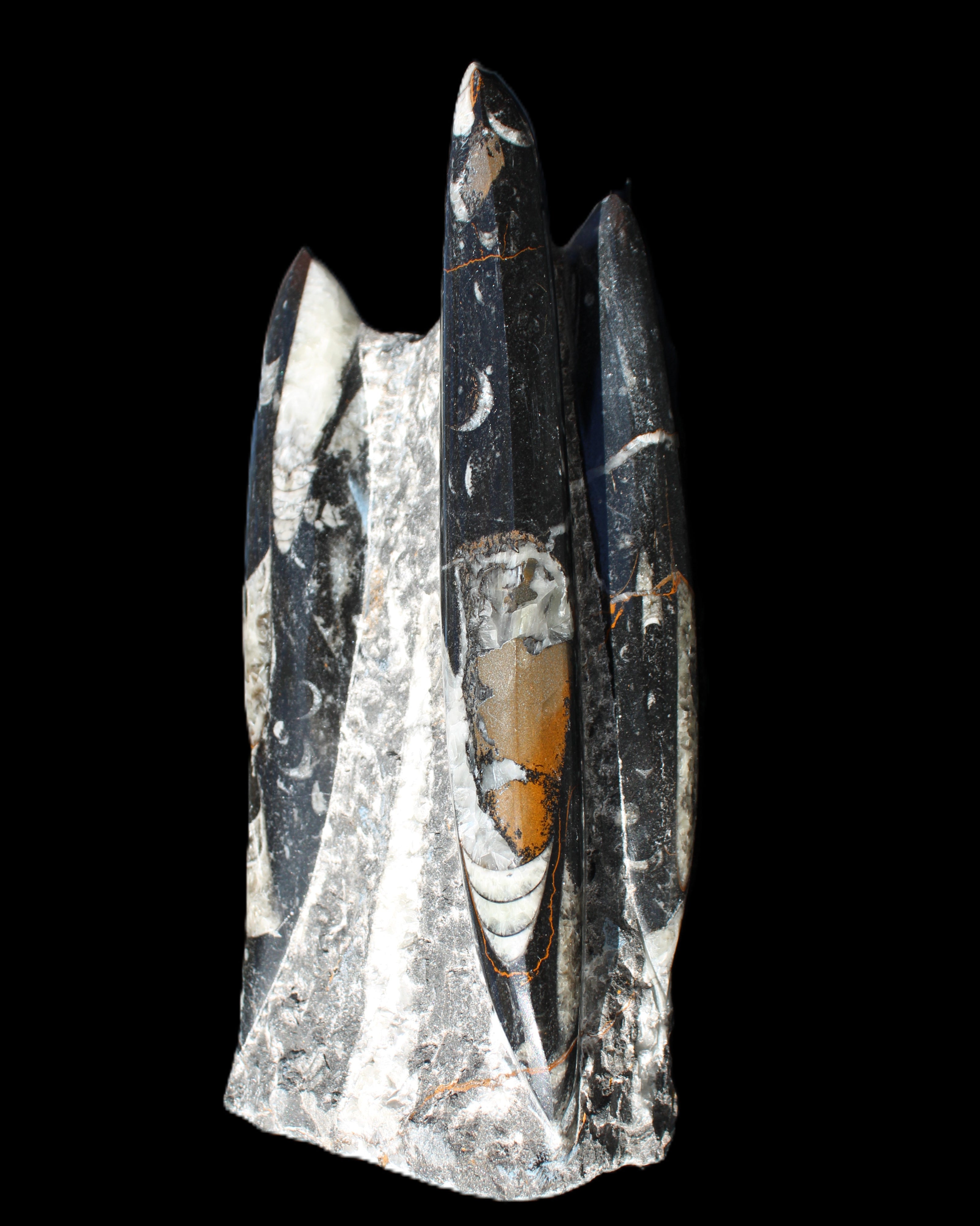 Orthoceras sculpture tower from Morocco 198*95mm 1582g in sunlight - Rocks and Things Store