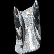 Orthoceras sculpture tower from Morocco 198*95mm 1582g in sunlight - Rocks and Things Store