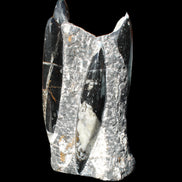 Orthoceras sculpture tower from Morocco 198*95mm 1582g in sunlight - Rocks and Things Store