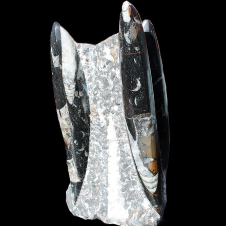 Orthoceras sculpture tower from Morocco 198*95mm 1582g in sunlight - Rocks and Things Store