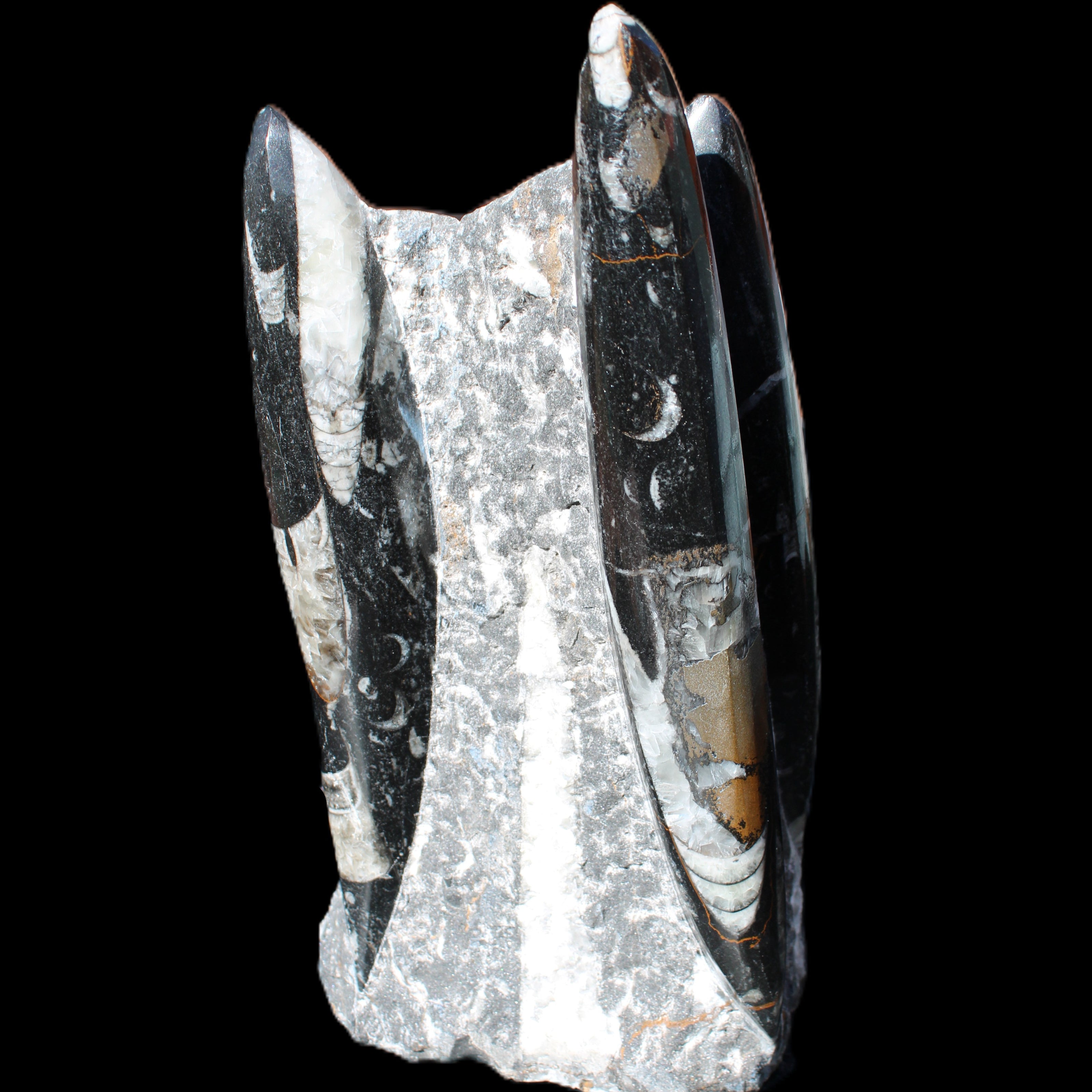 Orthoceras sculpture tower from Morocco 198*95mm 1582g in sunlight - Rocks and Things Store