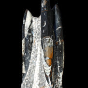 Orthoceras sculpture tower from Morocco 198*95mm 1582g in sunlight - Rocks and Things Store
