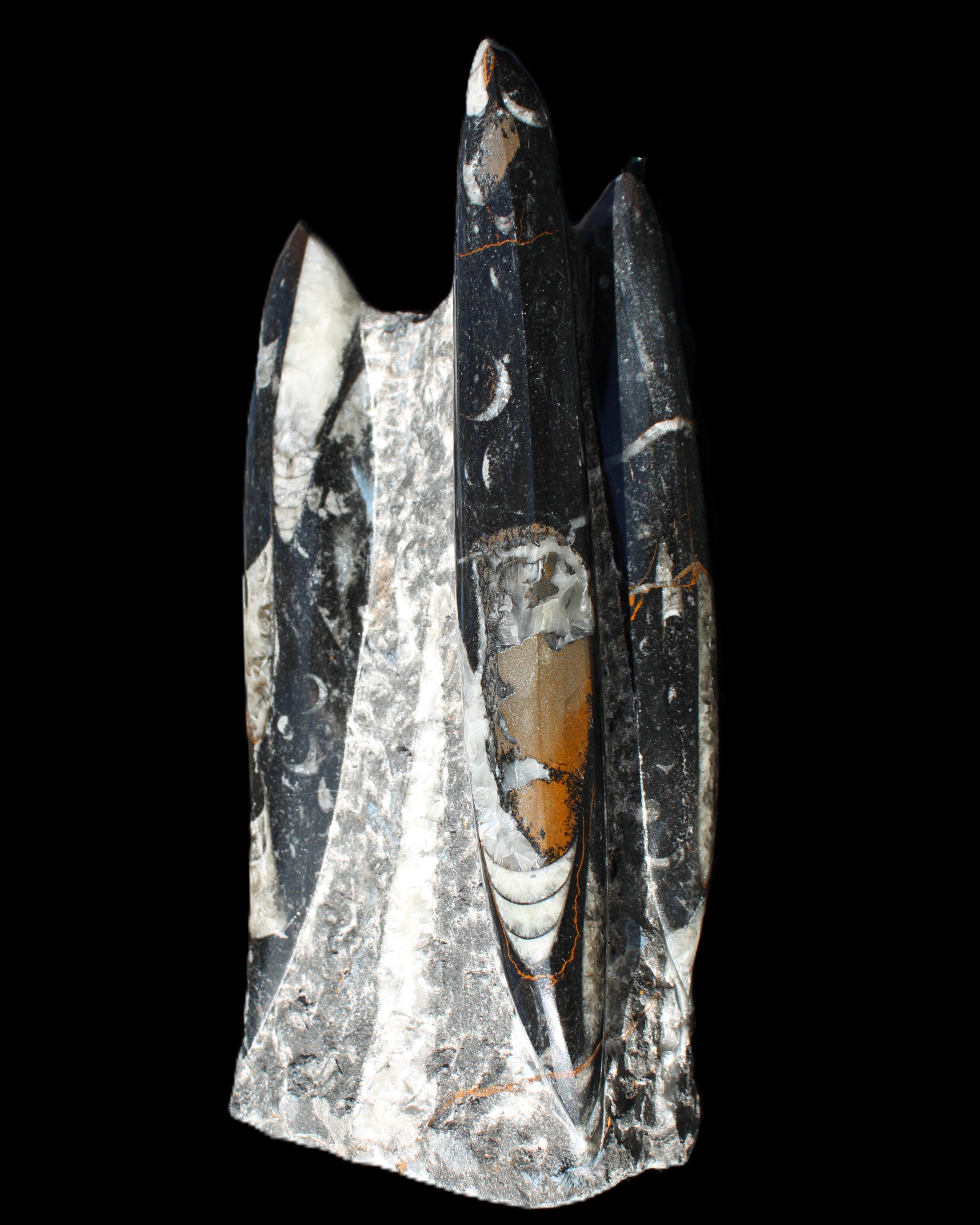 Orthoceras sculpture tower from Morocco 198*95mm 1582g in sunlight - Rocks and Things Store