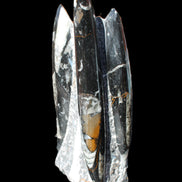 Orthoceras sculpture tower from Morocco 198*95mm 1582g in sunlight - Rocks and Things Store