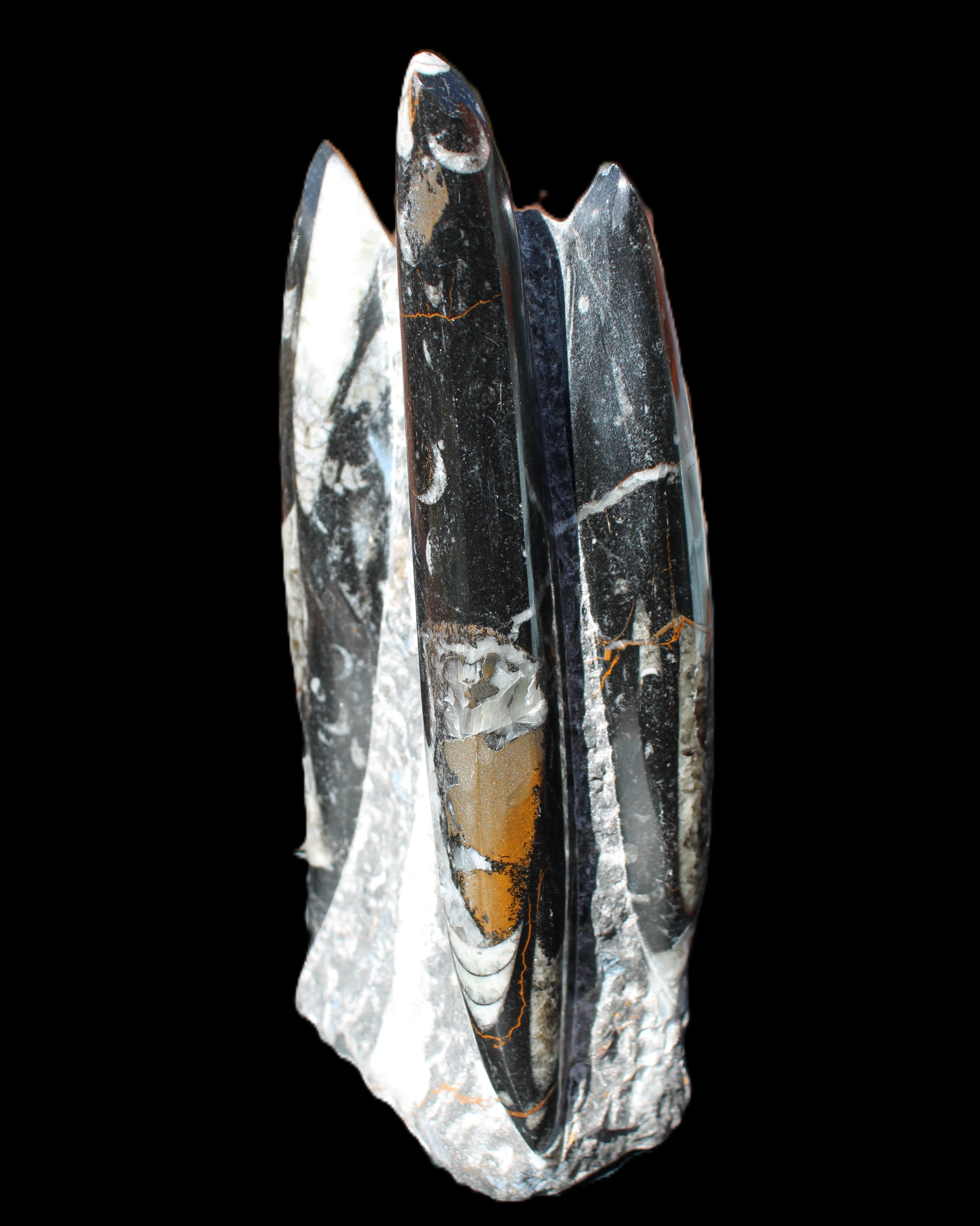 Orthoceras sculpture tower from Morocco 198*95mm 1582g in sunlight - Rocks and Things Store