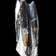 Orthoceras sculpture tower from Morocco 198*95mm 1582g in sunlight - Rocks and Things Store