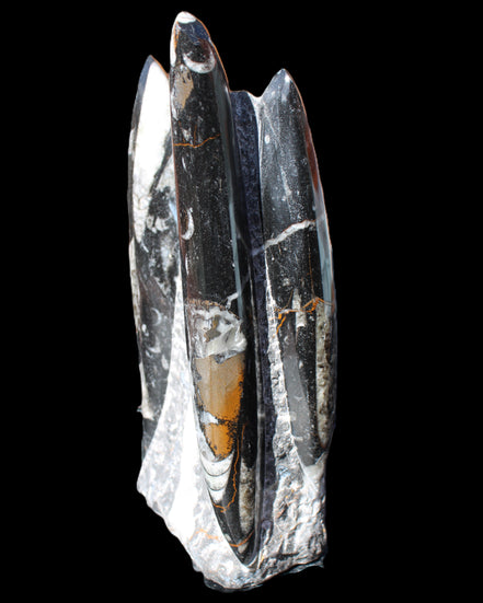 Orthoceras sculpture tower from Morocco 198*95mm 1582g in sunlight - Rocks and Things Store