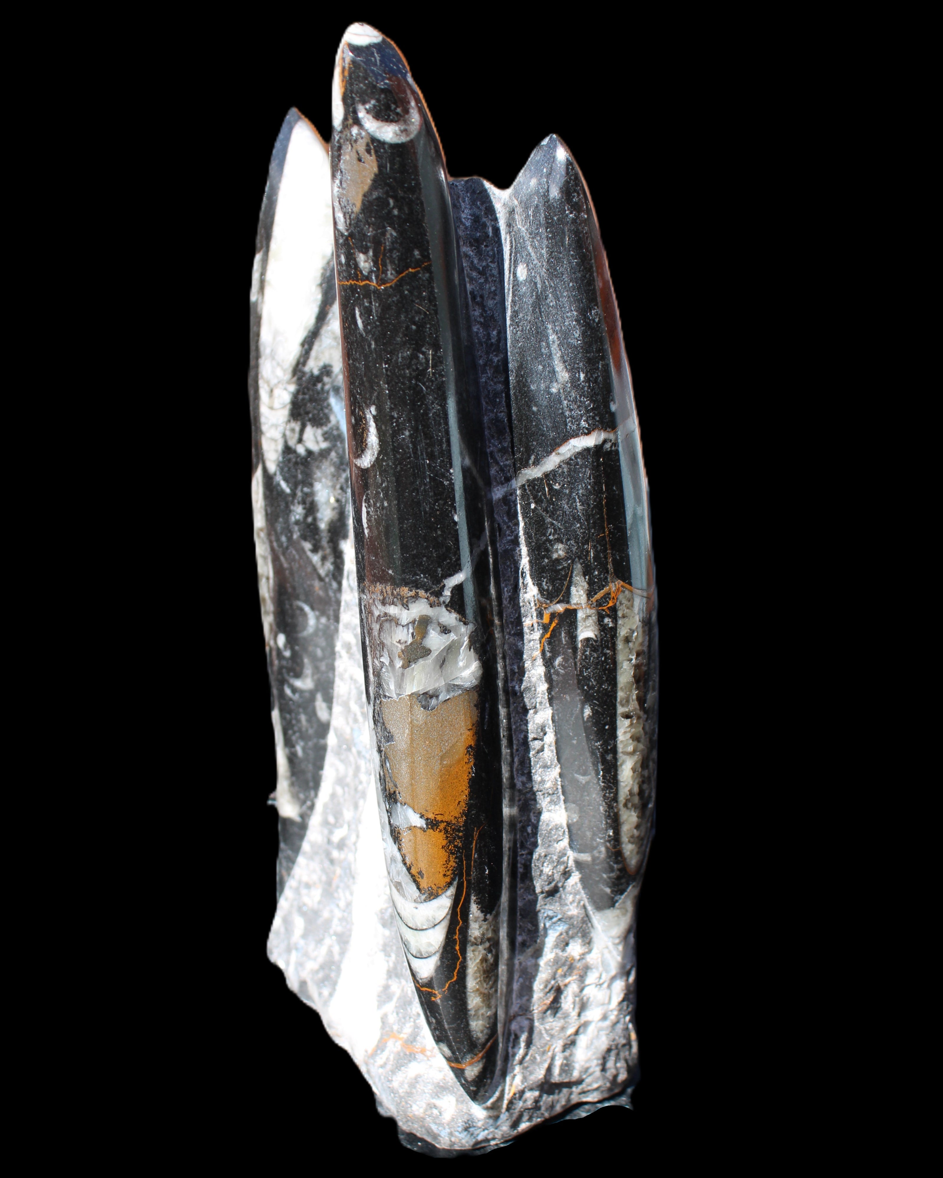 Orthoceras sculpture tower from Morocco 198*95mm 1582g in sunlight - Rocks and Things Store