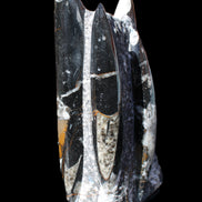 Orthoceras sculpture tower from Morocco 198*95mm 1582g in sunlight - Rocks and Things Store