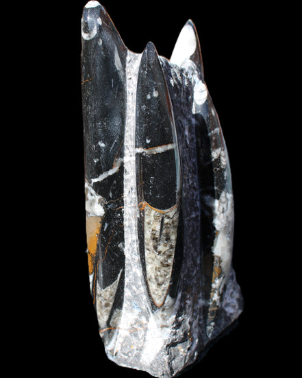 Orthoceras sculpture tower from Morocco 198*95mm 1582g in sunlight - Rocks and Things Store