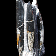 Orthoceras sculpture tower from Morocco 198*95mm 1582g in sunlight - Rocks and Things Store