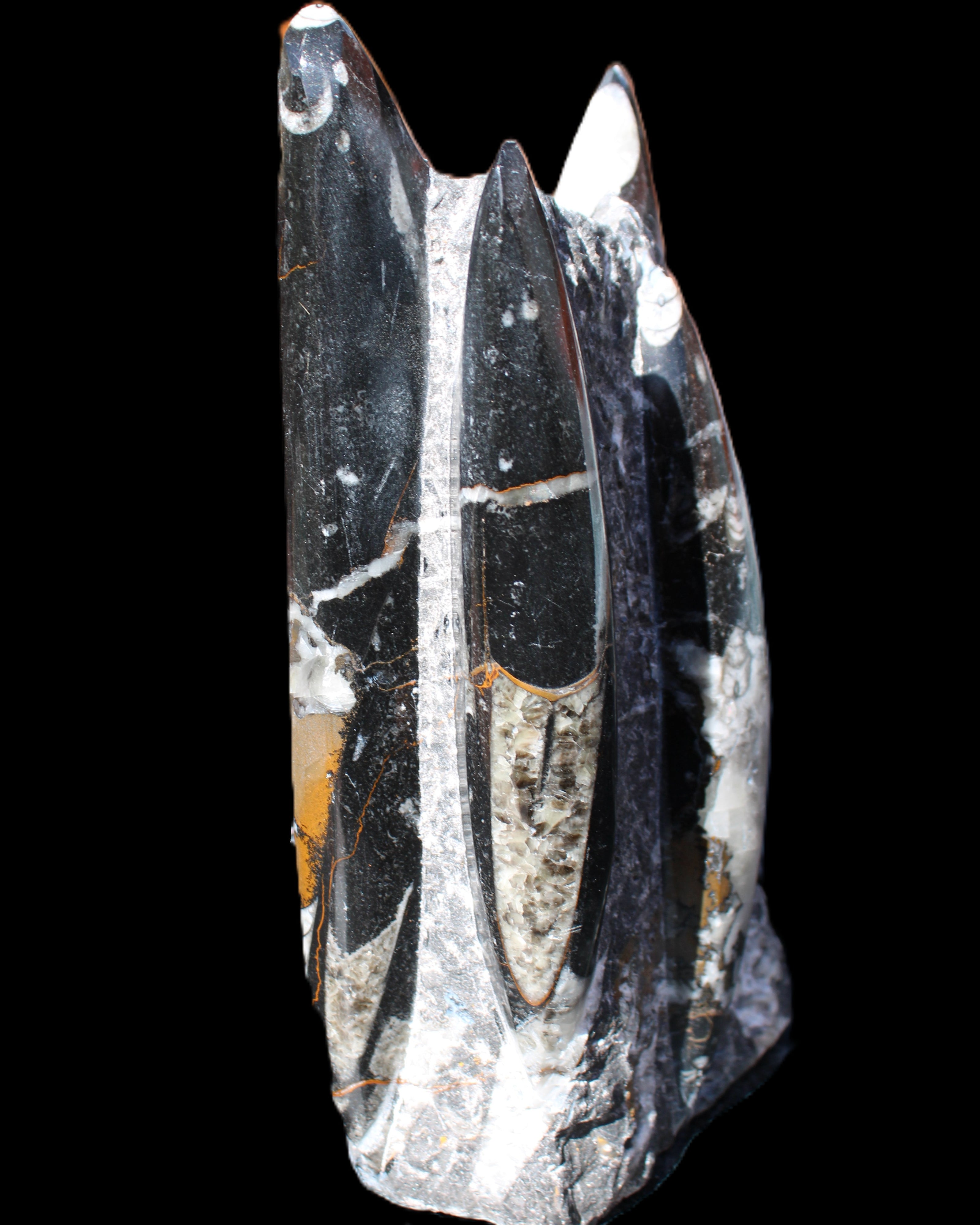 Orthoceras sculpture tower from Morocco 198*95mm 1582g in sunlight - Rocks and Things Store